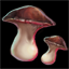 Bonbon Mushroom