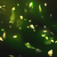 Spring Leaves