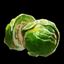 Cabbage