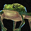 Frog Hat