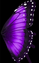 Purple Butterfly Wings